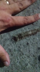 Lepidoptera