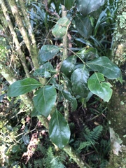 Psydrax obovata elliptica