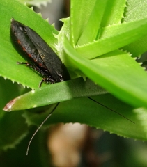 Oxyhaloa deusta