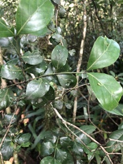 Psydrax obovata elliptica
