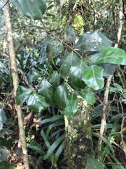 Psydrax obovata elliptica