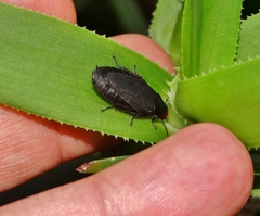 Oxyhaloa deusta