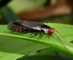 Oxyhaloa deusta