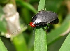 Oxyhaloa deusta