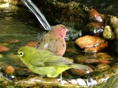 Zosterops virens virens