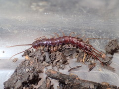 Lithobius peregrinus