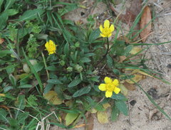 Ranunculus hispidus