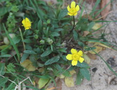 Ranunculus hispidus