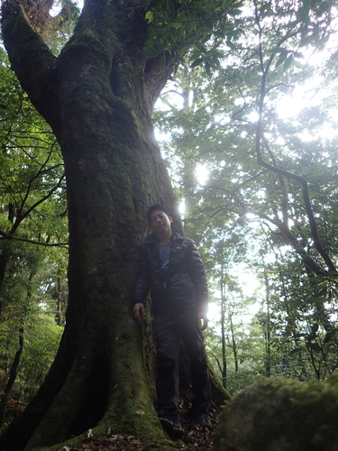 Image of Quercus morii by (c) 呂一起(Lu i-chi), some rights reserved (CC BY)