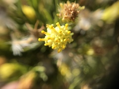Peucephyllum schottii