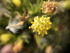 Peucephyllum schottii