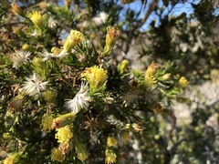 Peucephyllum schottii