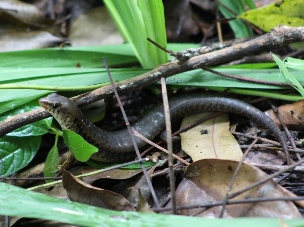 Luzon Forest Skink