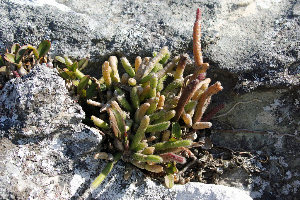 Mistletoe Cactus from Iron Crown UNR, Ugu District Municipality, South ...