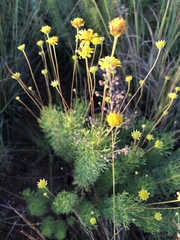 Euryops pedunculatus