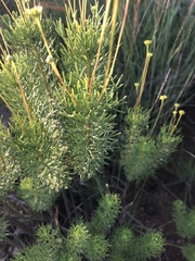 Euryops pedunculatus