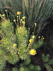 Euryops pedunculatus