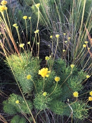 Euryops pedunculatus