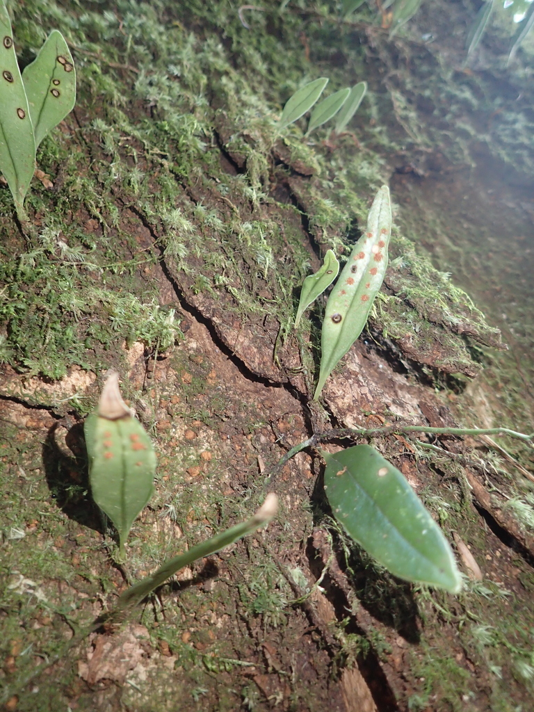 Lemmaphyllum diversum