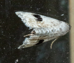 Abablemma duomaculata