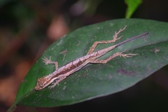 Anolis trachyderma
