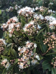 Syzygium legatii