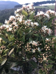 Syzygium legatii