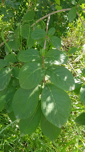 Syringa josikaea