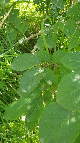 Syringa josikaea