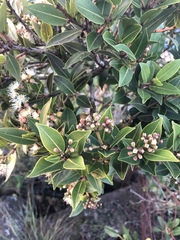 Syzygium legatii