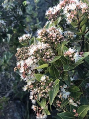 Syzygium legatii