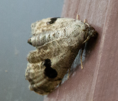 Abablemma duomaculata