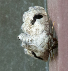 Abablemma duomaculata