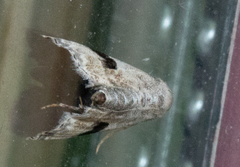 Abablemma duomaculata