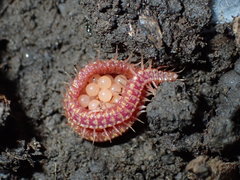 Strigamia epileptica