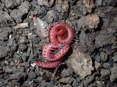 Strigamia epileptica