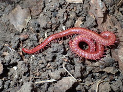 Strigamia epileptica