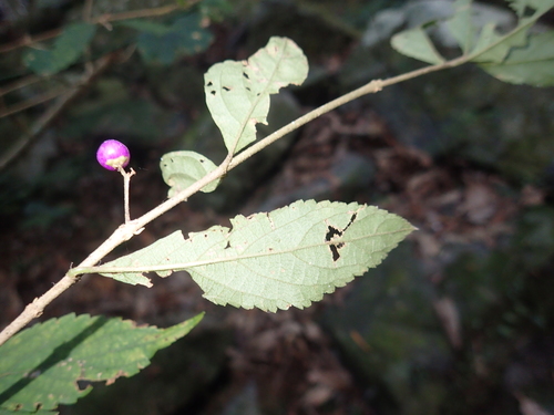 Image of Callicarpa randaiensis by (c) 呂一起(Lu i-chi), some rights reserved (CC BY)