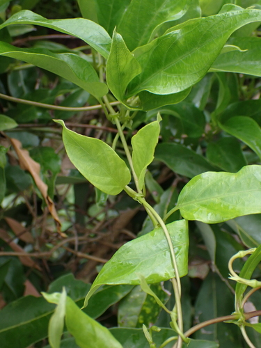 Paederia foetida