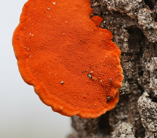Southern Cinnabar Polypore