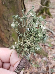 Usnea strigosa image