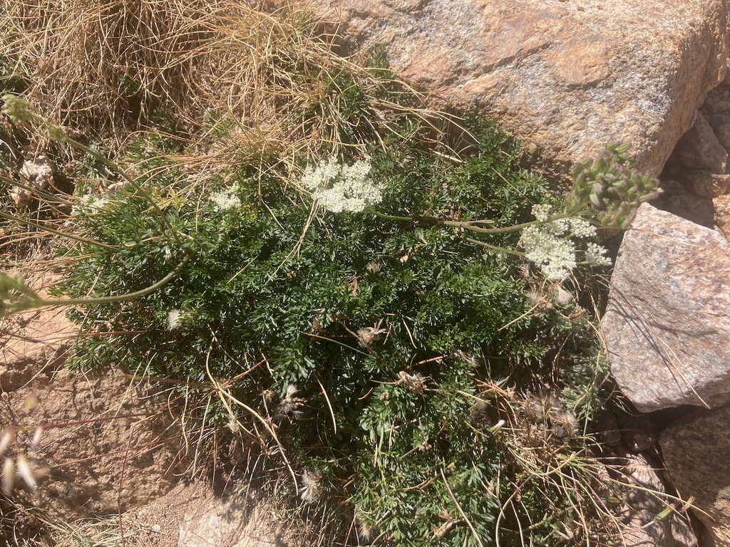 Mutellina corsica