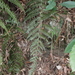 Polystichum mucronifolium - Photo (c) 呂一起(Lu i-chi), μερικά δικαιώματα διατηρούνται (CC BY), uploaded by 呂一起(Lu i-chi)