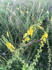 Agrimonia bracteata