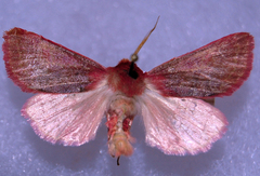 Psectraglaea carnosa