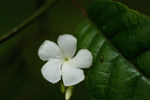 Natal plum (Anechites nerium)