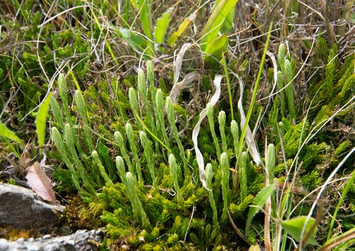 Diphasiastrum veitchii image