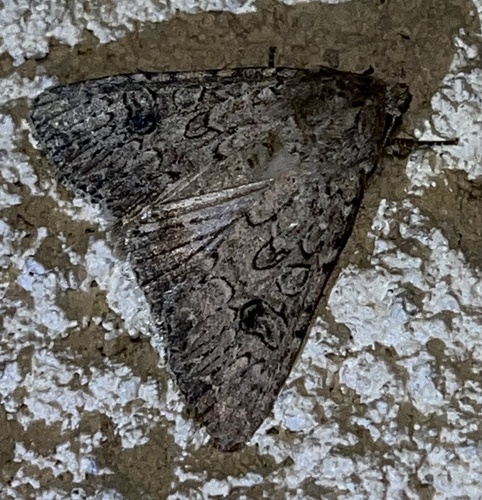 Anarta trifolii