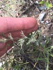 Descurainia pinnata menziesii