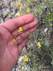 Descurainia pinnata menziesii